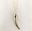 Picture of Tiger Tooth